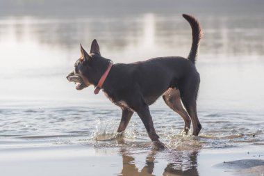 Avustralya ırklarının köpek çalıştırır ve kum Nehri yanındaki üzerinde çalış
