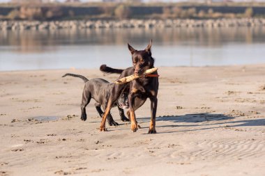 Avustralya ırklarının köpek çalıştırır ve kum Nehri yanındaki üzerinde çalış