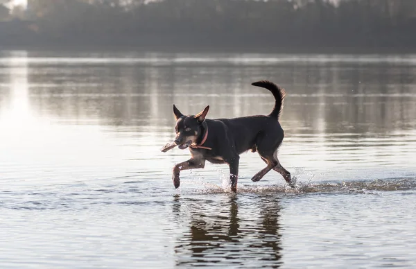 Australische Kelpie Hond Loopt Speelt Het Zand Naast Rivier — Stockfoto