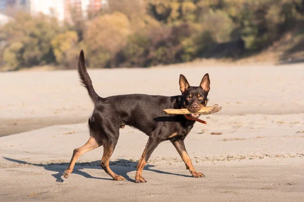 Australische Kelpie Hond Loopt Speelt Het Zand Naast Rivier — Stockfoto