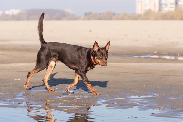 澳大利亚凯尔皮狗在河边的沙滩上奔跑和玩耍 — 图库照片