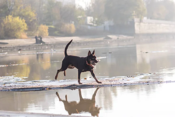 オーストラリアン ケルピー犬が実行され 川の横に砂の上を果たしています — ストック写真