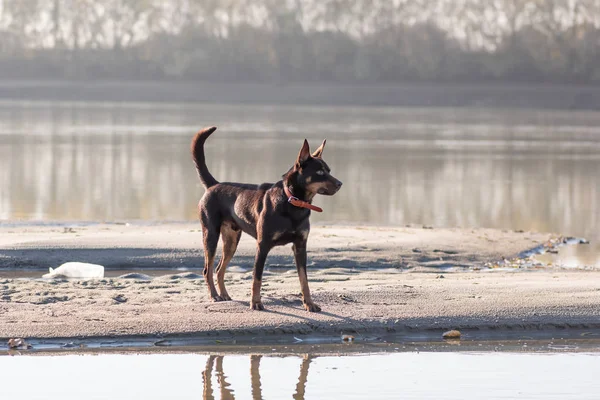 Australische Kelpie Hond Loopt Speelt Het Zand Naast Rivier — Stockfoto