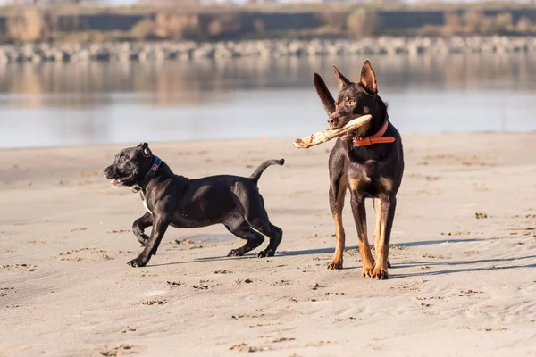 Australian Kelpie Cane Corre Gioca Sulla Sabbia Accanto Fiume — Foto Stock