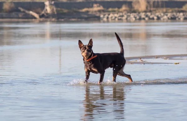 オーストラリアン ケルピー犬が実行され 川の横に砂の上を果たしています — ストック写真
