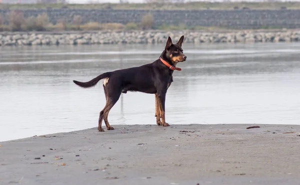 Avustralya Irklarının Köpek Çalıştırır Kum Nehri Yanındaki Üzerinde Çalış — Stok fotoğraf