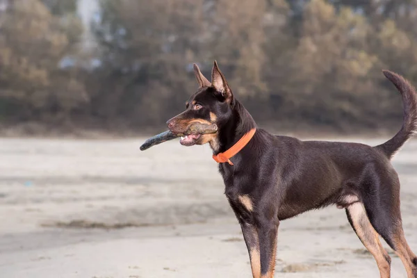 Australische Kelpie Hond Loopt Speelt Het Zand Naast Rivier — Stockfoto