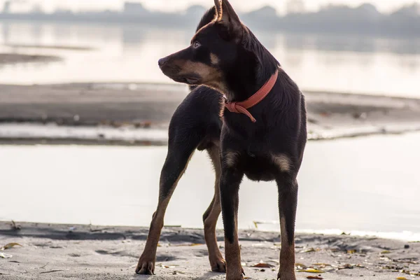 Australische Kelpie Hond Loopt Speelt Het Zand Naast Rivier — Stockfoto