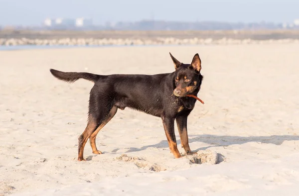 Australische Kelpie Hond Loopt Speelt Het Zand Naast Rivier — Stockfoto