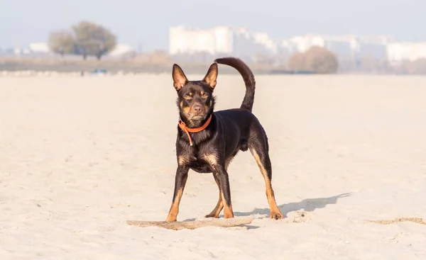 Australische Kelpie Hond Loopt Speelt Het Zand Naast Rivier — Stockfoto