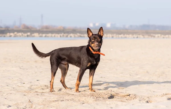 Australische Kelpie Hond Loopt Speelt Het Zand Naast Rivier — Stockfoto