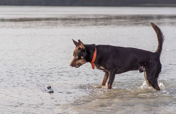 Αυστραλιανή Kelpie Σκύλος Τρέχει Και Παίζει Την Άμμο Δίπλα Στο — Φωτογραφία Αρχείου