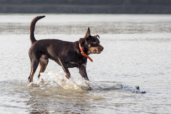 Αυστραλιανή Kelpie Σκύλος Τρέχει Και Παίζει Την Άμμο Δίπλα Στο — Φωτογραφία Αρχείου