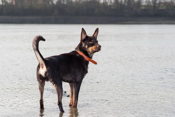 Australische Kelpie Hond Loopt Speelt Het Zand Naast Rivier — Stockfoto