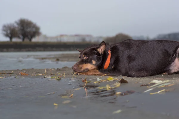 犬種オーストラリアン ケルピー悲しいが雨の中で秋に川を見てください — ストック写真