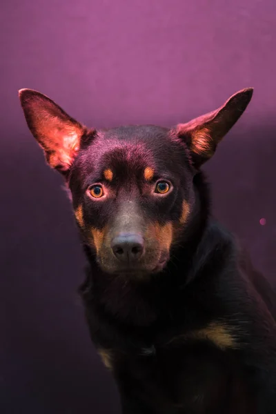 Australijski Kelpie Portret Niebieskim Fioletowym Tle — Zdjęcie stockowe