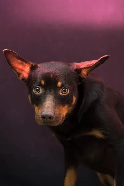 Australijski Kelpie Portret Niebieskim Fioletowym Tle — Zdjęcie stockowe