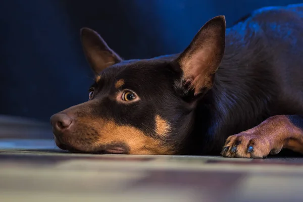 Retrato Kelpie Australiano Fundo Azul Roxo — Fotografia de Stock