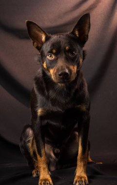Karanlık bir arka planda bir stüdyoda bir Avustralya Kelpie köpek portresi