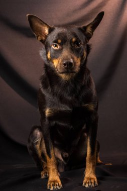 Karanlık bir arka planda bir stüdyoda bir Avustralya Kelpie köpek portresi