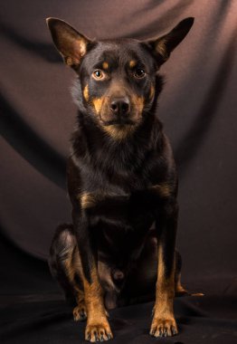 Karanlık bir arka planda bir stüdyoda bir Avustralya Kelpie köpek portresi