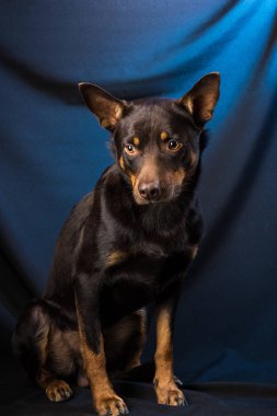 Karanlık bir arka planda bir stüdyoda bir Avustralya Kelpie köpek portresi