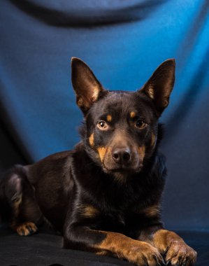 Karanlık bir arka planda bir stüdyoda bir Avustralya Kelpie köpek portresi