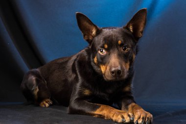 Karanlık bir arka planda bir stüdyoda bir Avustralya Kelpie köpek portresi