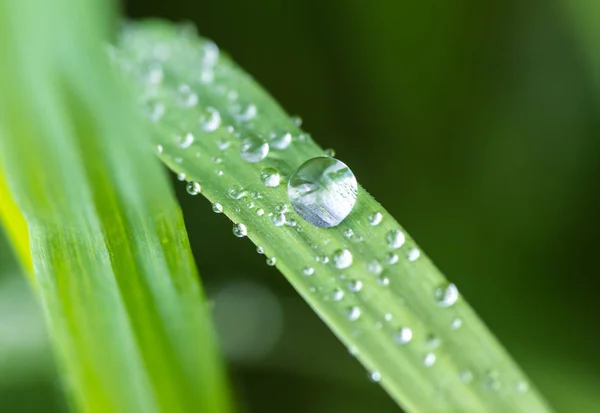 用水的新鲜绿草滴雨后 — 图库照片