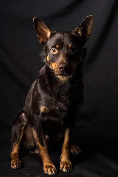 Portret Australijskiego Psa Kelpie Studiu Ciemnym Tle — Zdjęcie stockowe