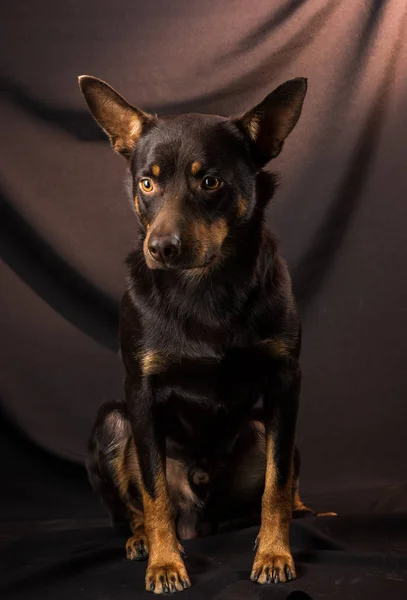 Portret Australijskiego Psa Kelpie Studiu Ciemnym Tle — Zdjęcie stockowe