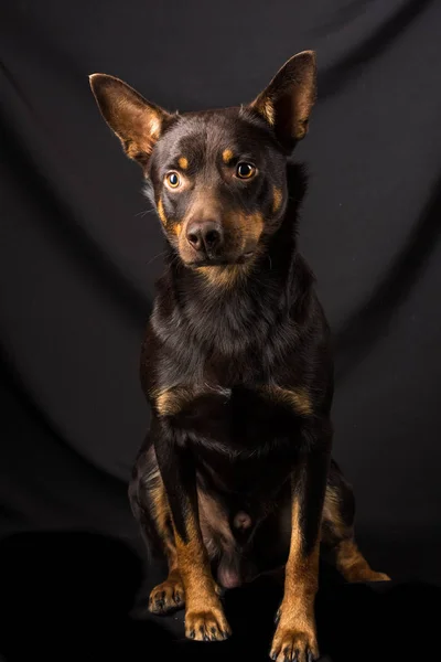 Portret Australijskiego Psa Kelpie Studiu Ciemnym Tle — Zdjęcie stockowe