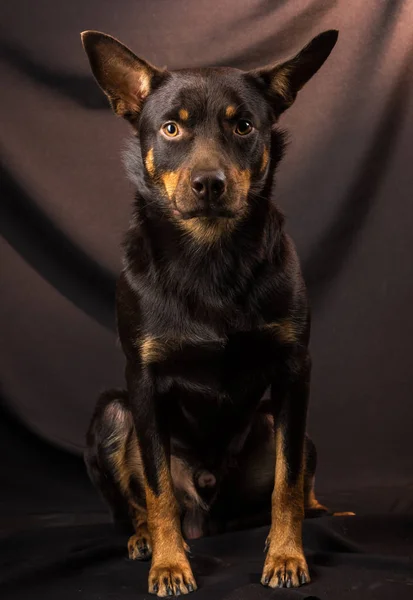 Portret Australijskiego Psa Kelpie Studiu Ciemnym Tle — Zdjęcie stockowe