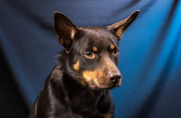Portret Van Een Australische Kelpie Hond Een Studio Een Donkere — Stockfoto