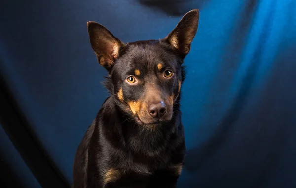 Retrato Perro Kelpie Australiano Estudio Sobre Fondo Oscuro —  Fotos de Stock