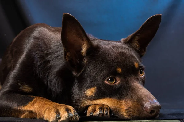 Porträtt Australisk Kelpie Hund Studio Mörk Bakgrund — Stockfoto