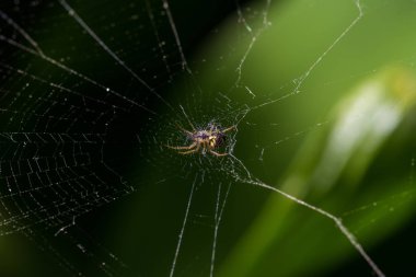 küçük bir örümcek kendi web merkezinde oturur