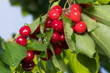 Olgun tatlı kiraz bir dal yakın bir ağaç üzerinde bir bahçede yetişir