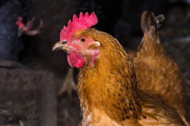 Bir tavuk yakın çekim bir tavuk tavuk portresi