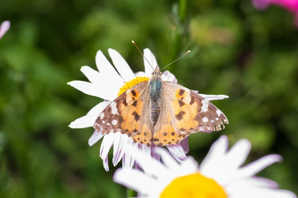 Гарний Помаранчевий Коричневий Метелик Сидить Квітці Жовтим Середнім — стокове фото