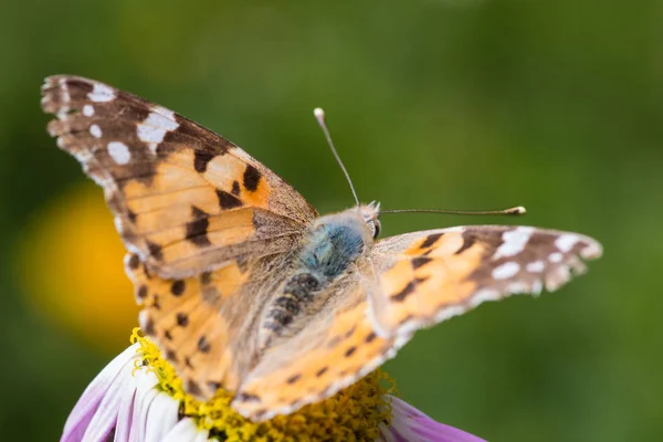 Ein Schöner Orange Brauner Schmetterling Sitzt Auf Einer Blume Mit — Stockfoto