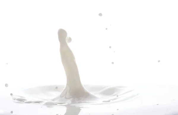 Splash Opadających Kropli Białego Mleka Białym Tle — Zdjęcie stockowe