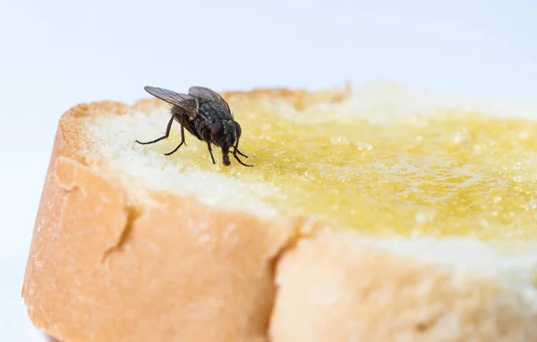 Mosca Insectos Negro Habitual Sienta Come Comida Sandía Pan Miel — Foto de Stock