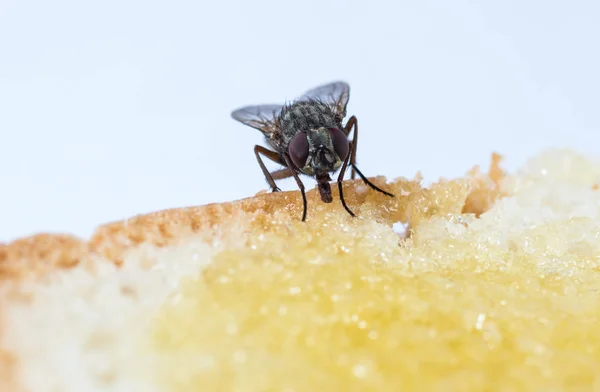 stock image The usual black insect fly sits and eats food: watermelon, bread, honey, pie