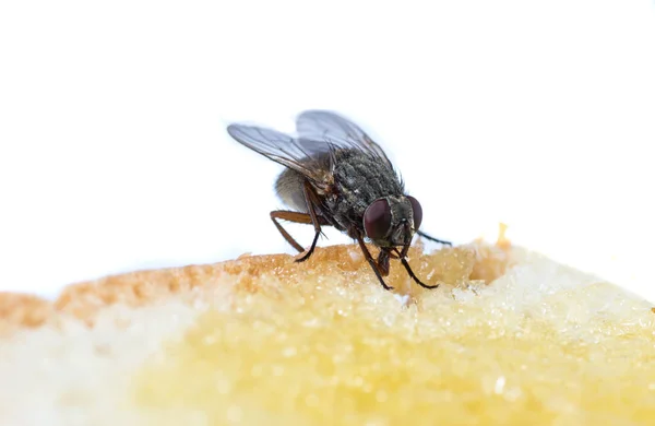 Mosca Insectos Negro Habitual Sienta Come Comida Sandía Pan Miel — Foto de Stock