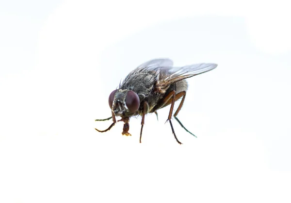 Gebruikelijke Zwarte Insect Fly Zit Eet Eten Watermeloen Brood Honing — Stockfoto