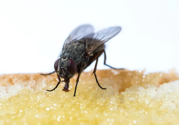 Mosca Insectos Negro Habitual Sienta Come Comida Sandía Pan Miel — Foto de Stock