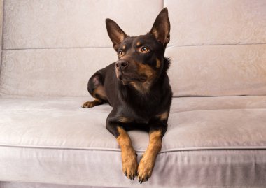 Avustralyalı kelpie köpek kulaklık ve kap ile kanepede poz