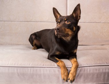 Avustralyalı kelpie köpek kulaklık ve kap ile kanepede poz