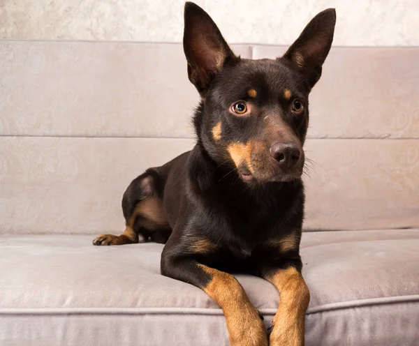 Australiska Kelpie Hund Poserar Soffan Med Hörlurar Och Mössa — Stockfoto